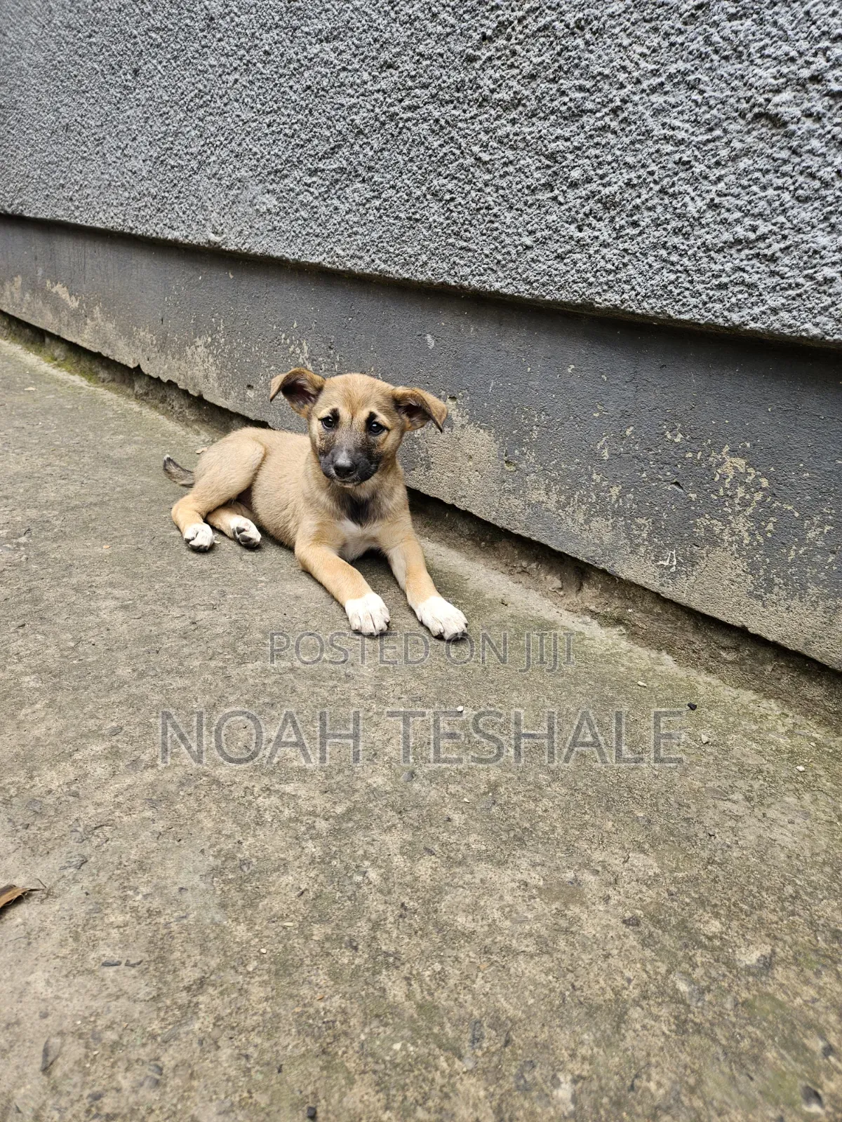 1-3 months Female Mixed Breed Belgian Malinois