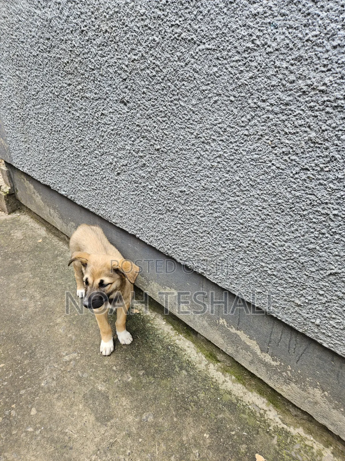 1-3 months Female Mixed Breed Belgian Malinois