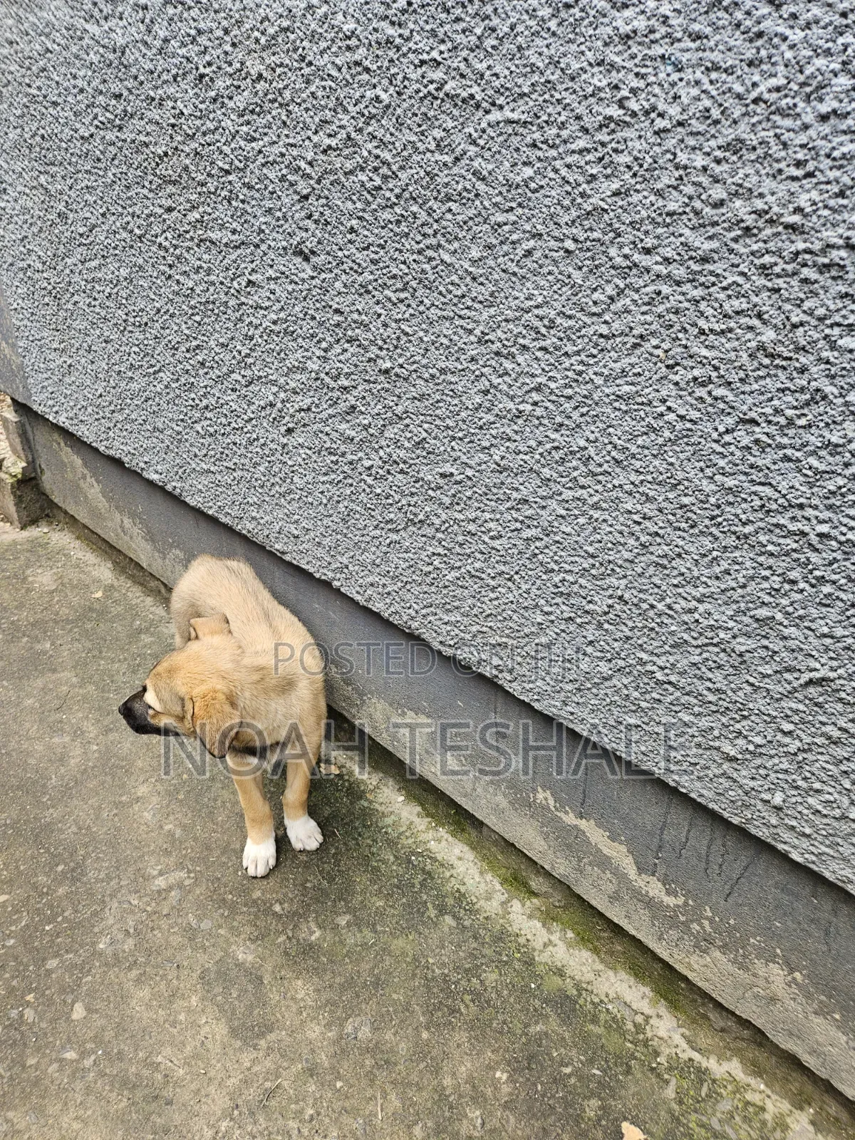1-3 months Female Mixed Breed Belgian Malinois