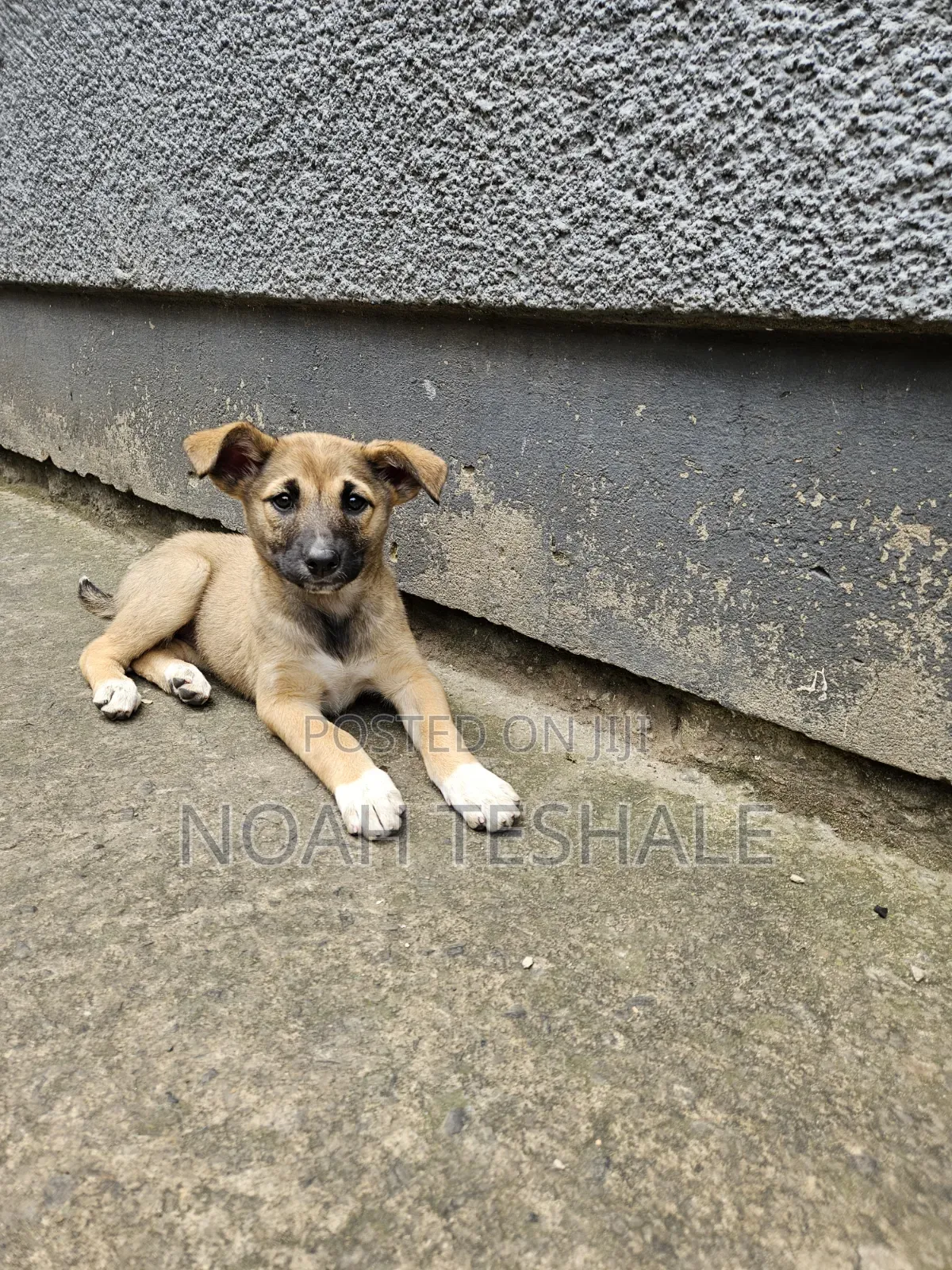 1-3 months Female Mixed Breed Belgian Malinois