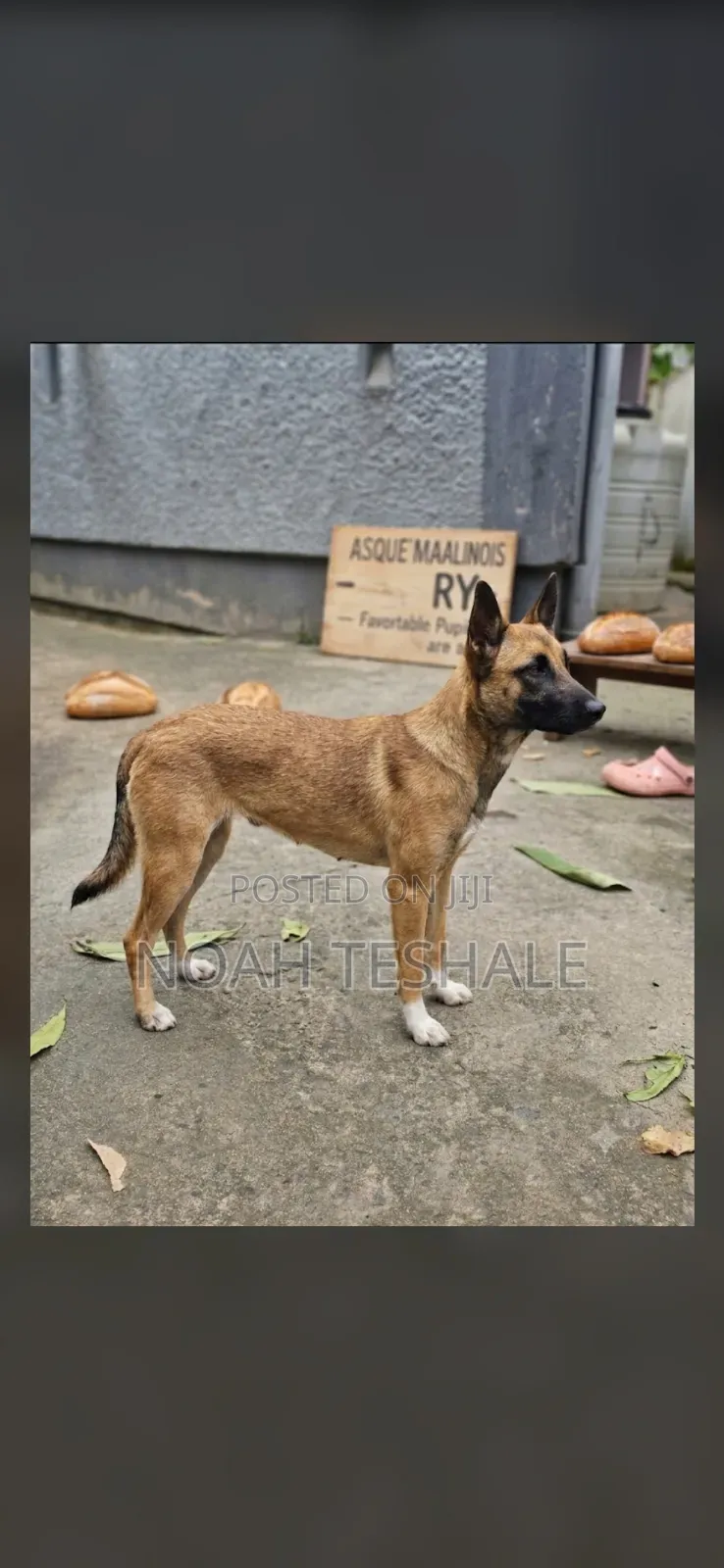1-3 months Female Mixed Breed Belgian Malinois