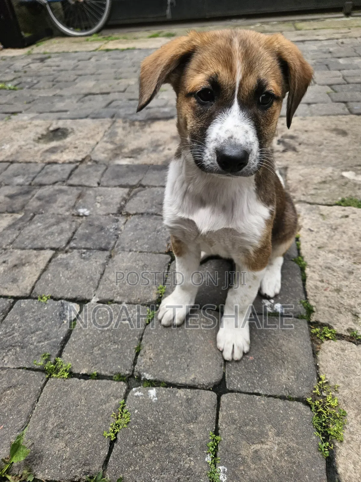 1-3 months Female Mixed Breed Beagle