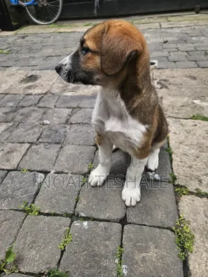 1-3 months Female Mixed Breed Beagle