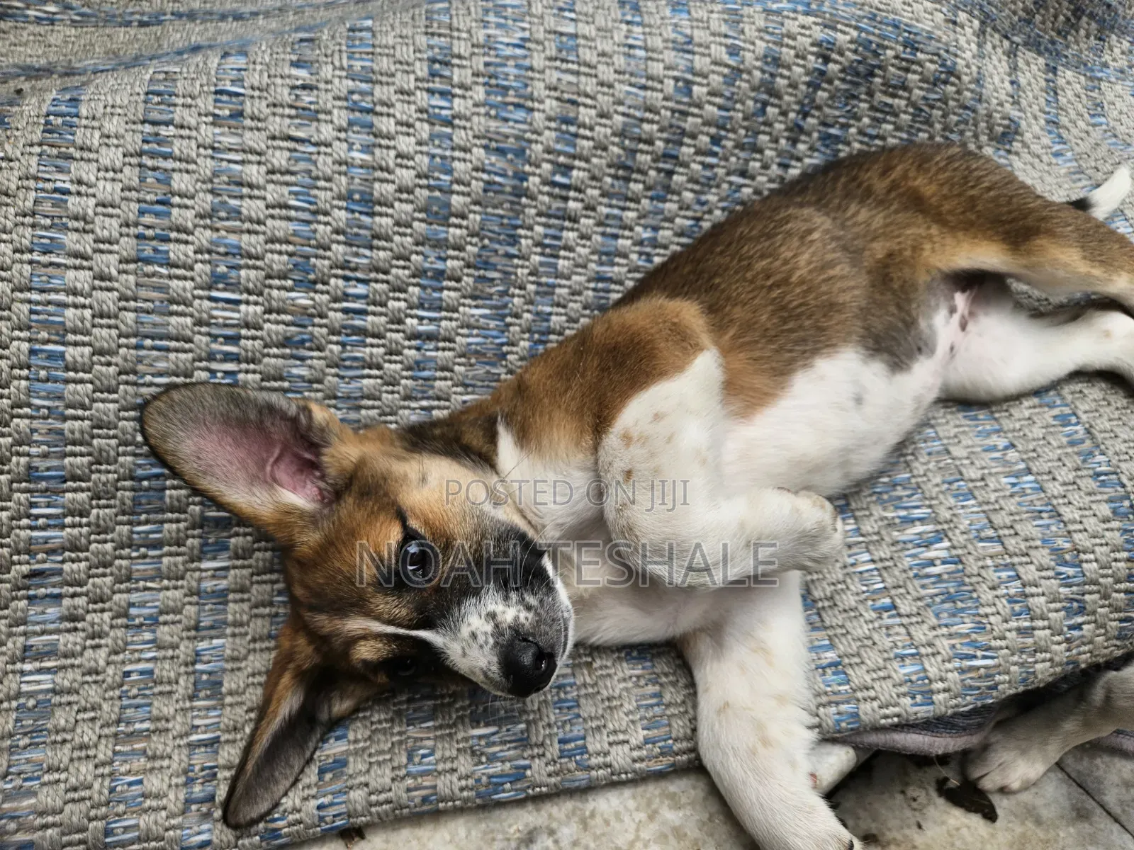 1-3 months Female Mixed Breed Beagle