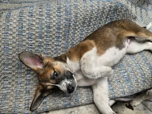 1-3 months Female Mixed Breed Beagle