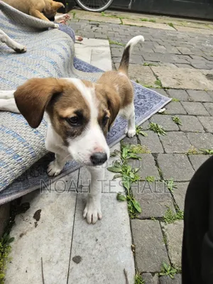1-3 months Female Mixed Breed Beagle