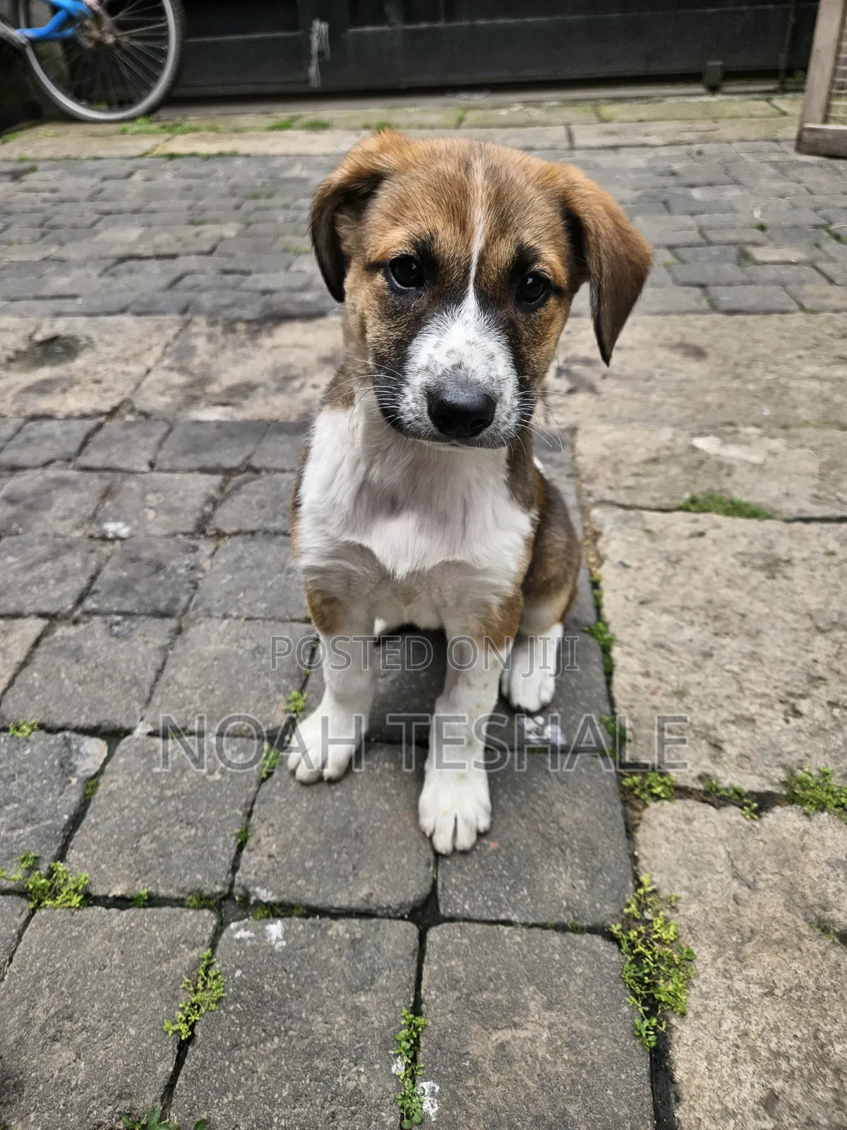 1-3 months Female Mixed Breed Beagle