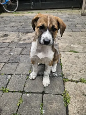 1-3 months Female Mixed Breed Beagle