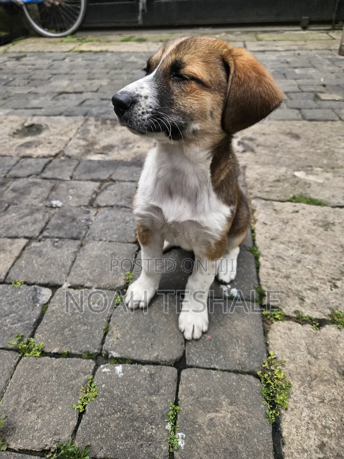 1-3 months Female Mixed Breed Beagle