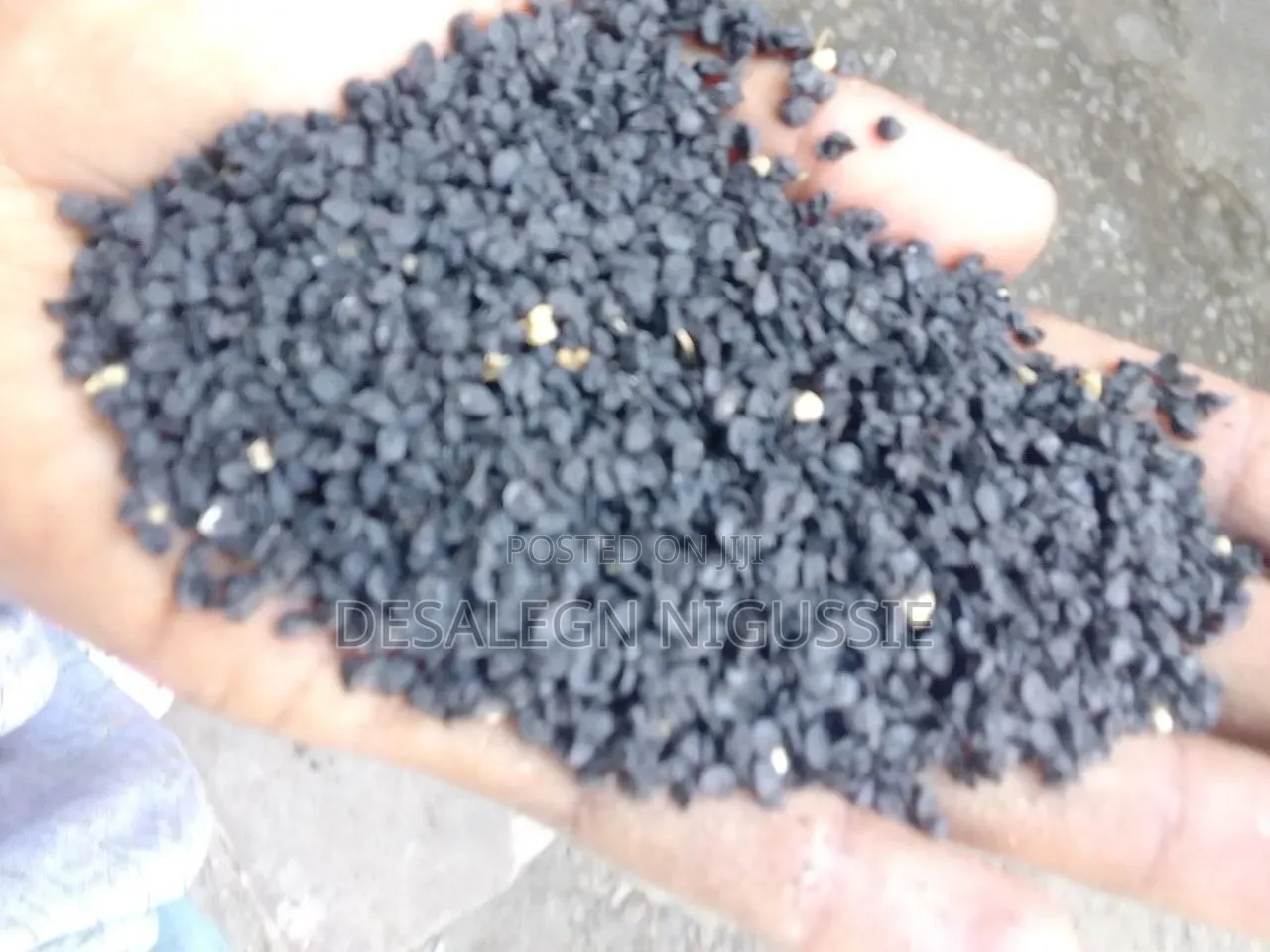 Onions Seed (የሽንኩርት ዘር)