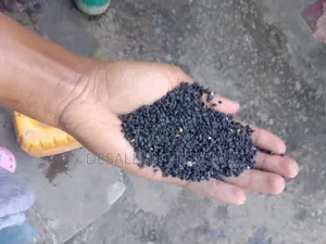 Onions Seed (የሽንኩርት ዘር)