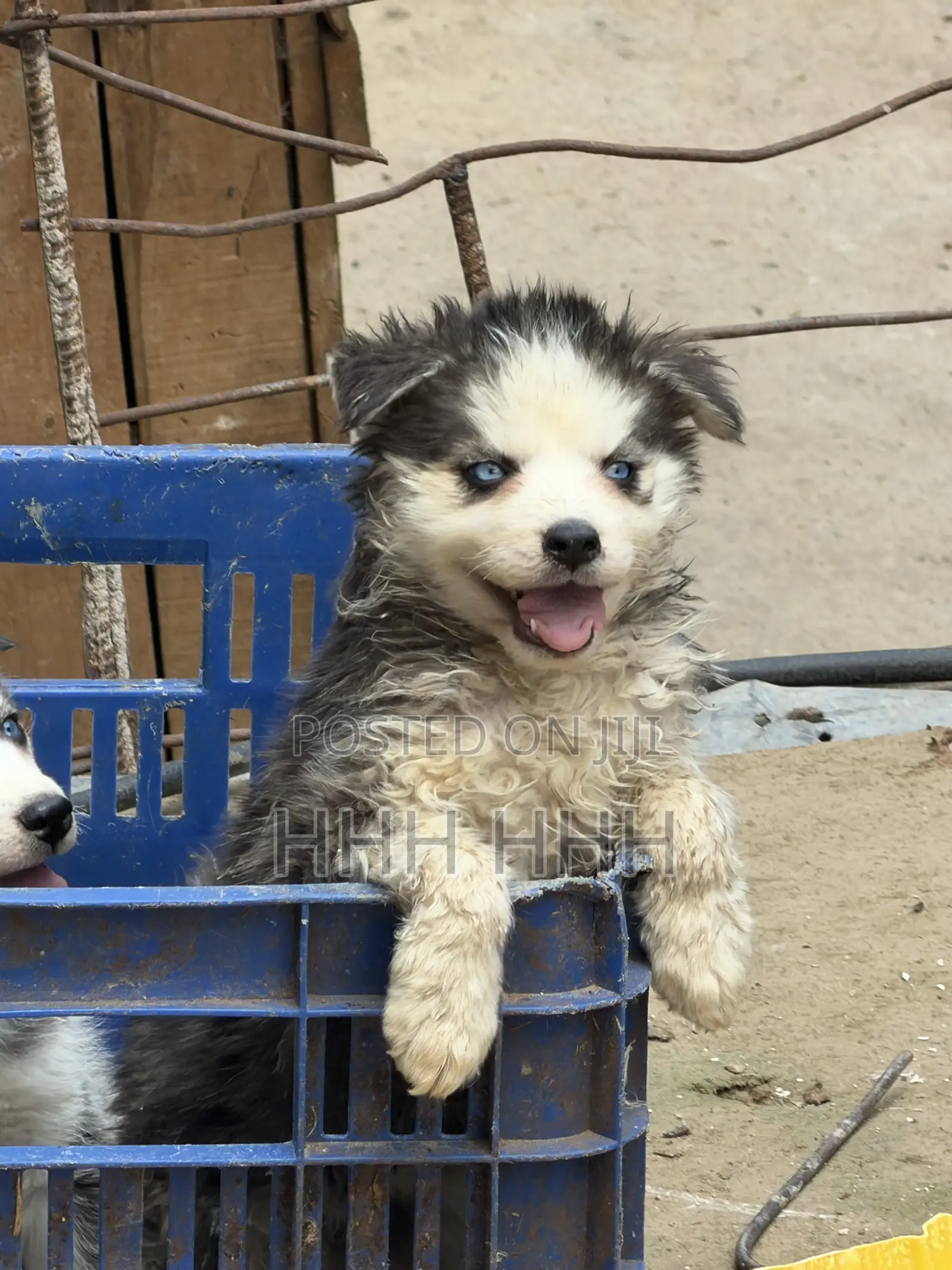 1-3 months Female Purebred Siberian Husky