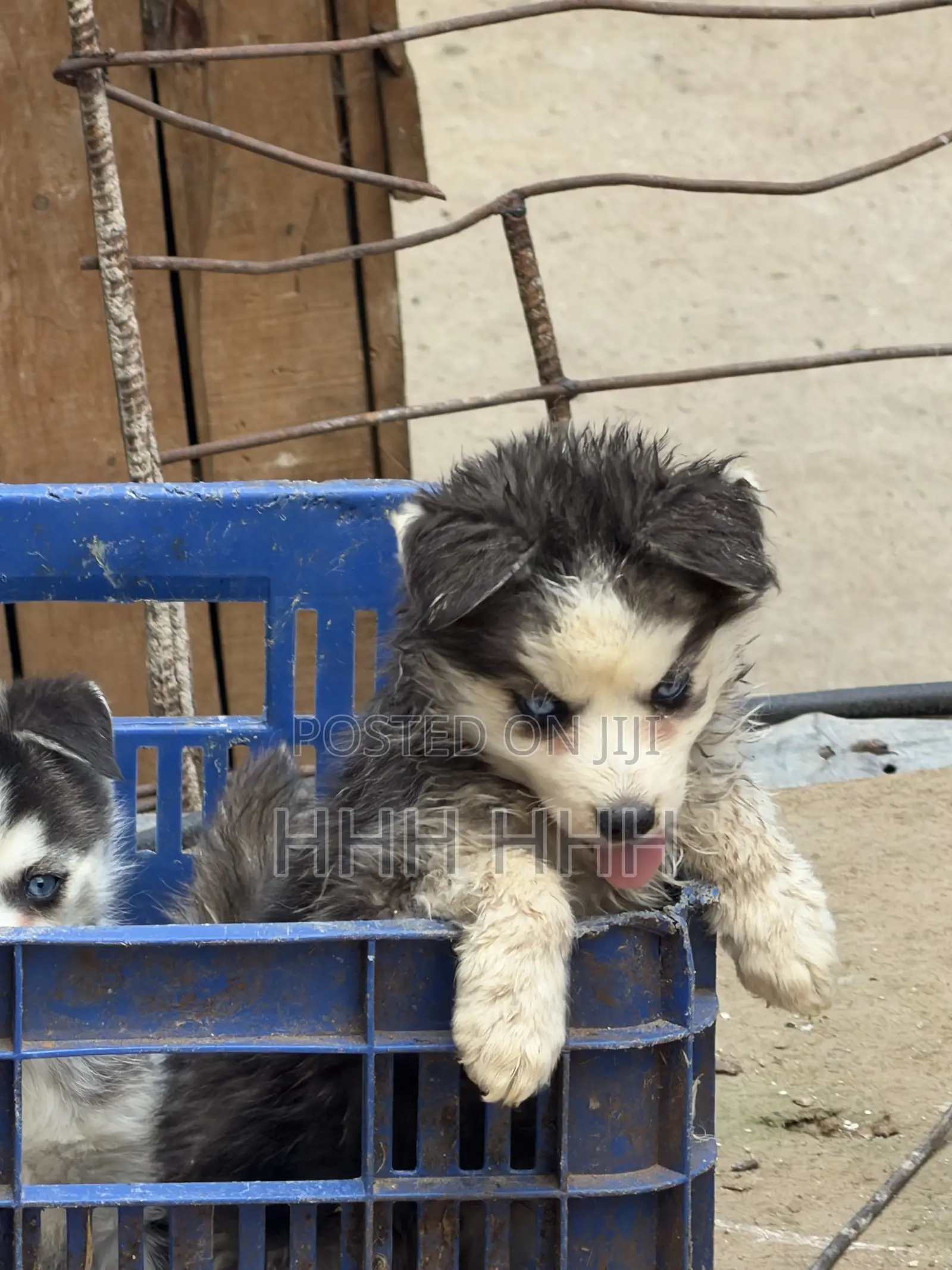 1-3 months Female Purebred Siberian Husky