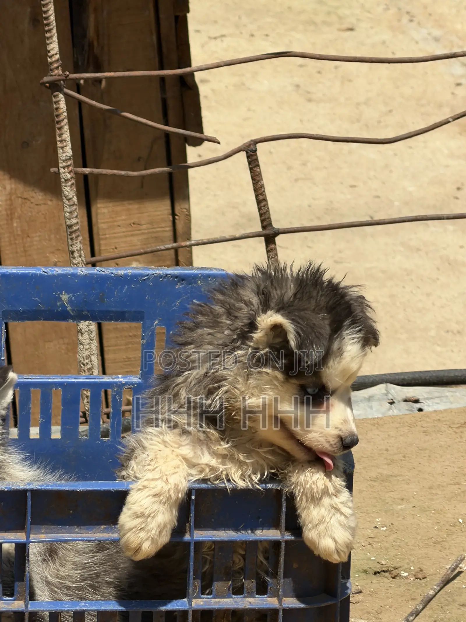 1-3 months Female Purebred Siberian Husky