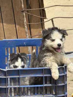 1-3 months Female Purebred Siberian Husky