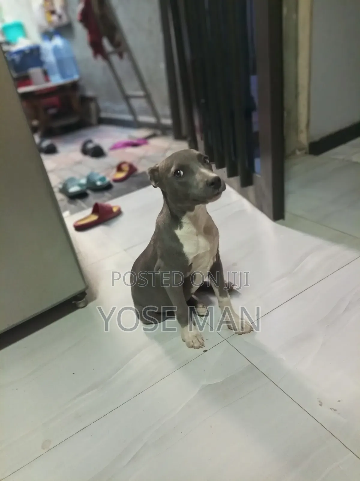 6-12 months Female Purebred American Pit Bull Terrier
