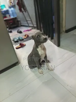 6-12 months Female Purebred American Pit Bull Terrier