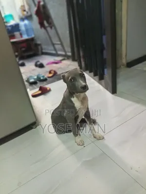 6-12 months Female Purebred American Pit Bull Terrier