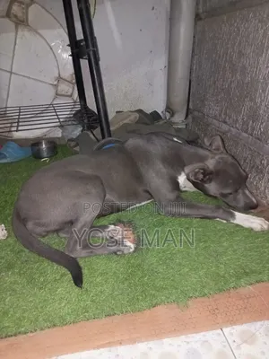 6-12 months Female Purebred American Pit Bull Terrier