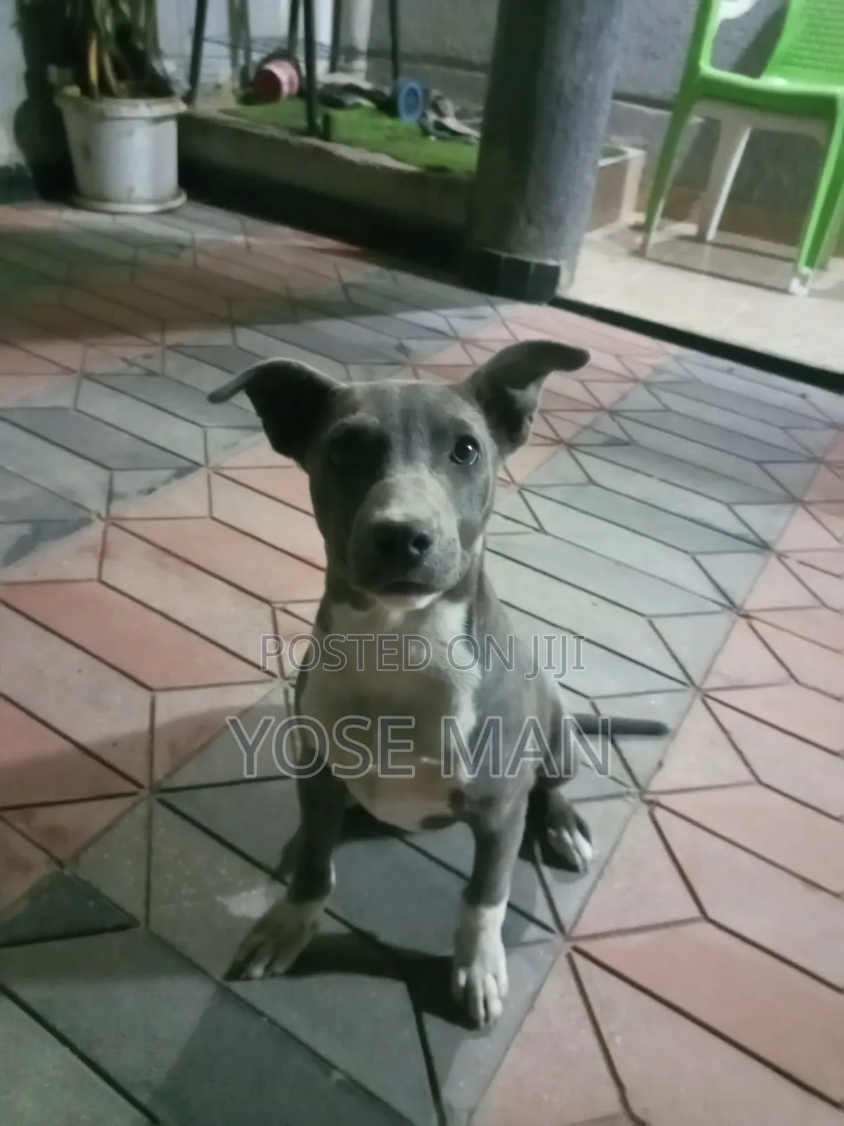 6-12 months Female Purebred American Pit Bull Terrier