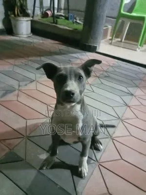 6-12 months Female Purebred American Pit Bull Terrier