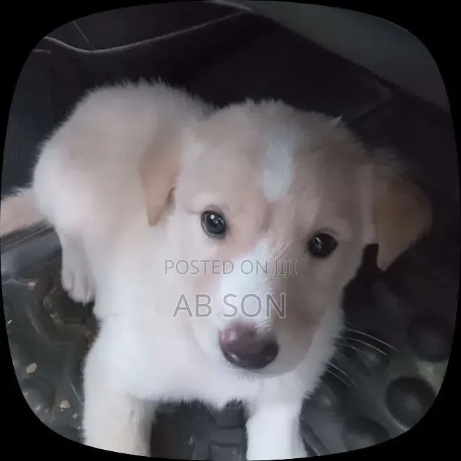 1-3 months Male Mixed Breed Golden Retriever