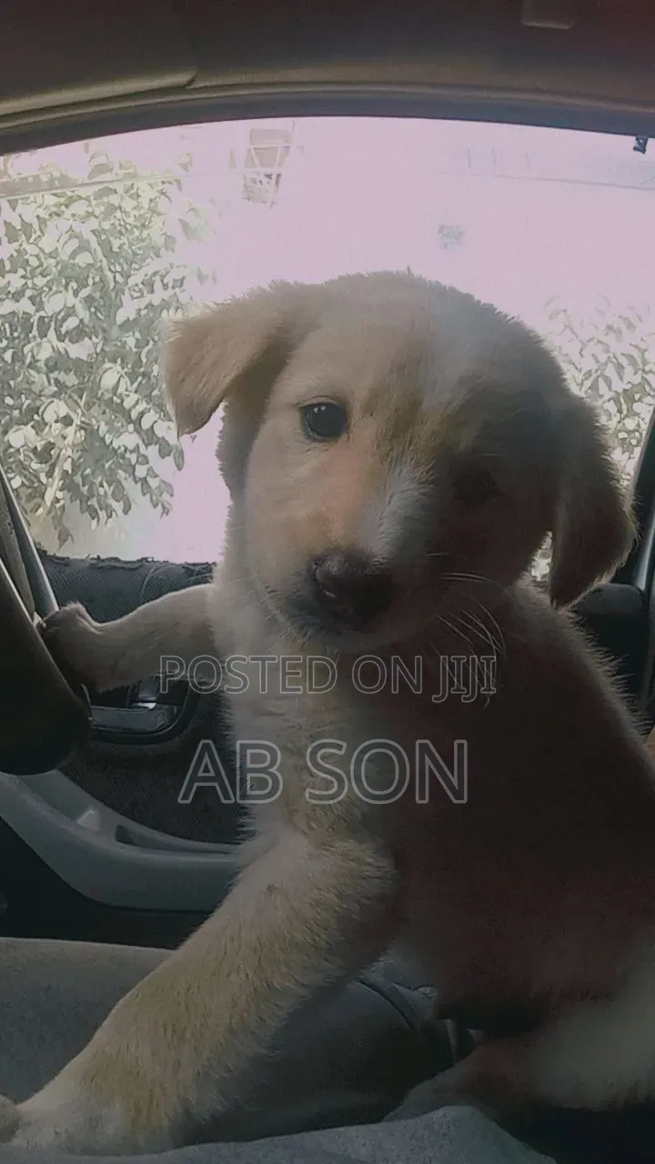 1-3 months Male Mixed Breed Golden Retriever
