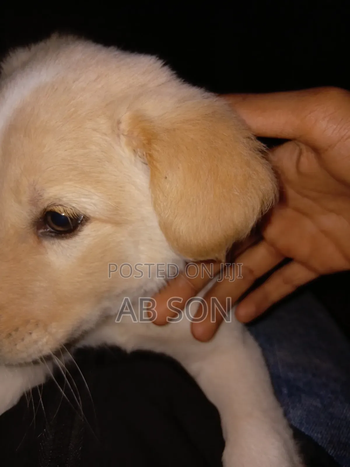 1-3 months Male Mixed Breed Golden Retriever