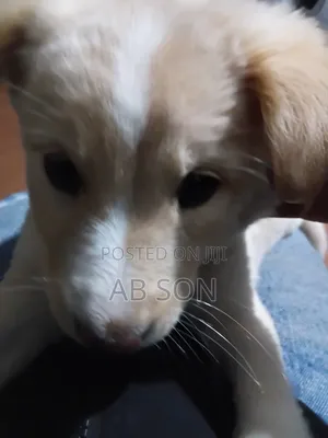 1-3 months Male Mixed Breed Golden Retriever
