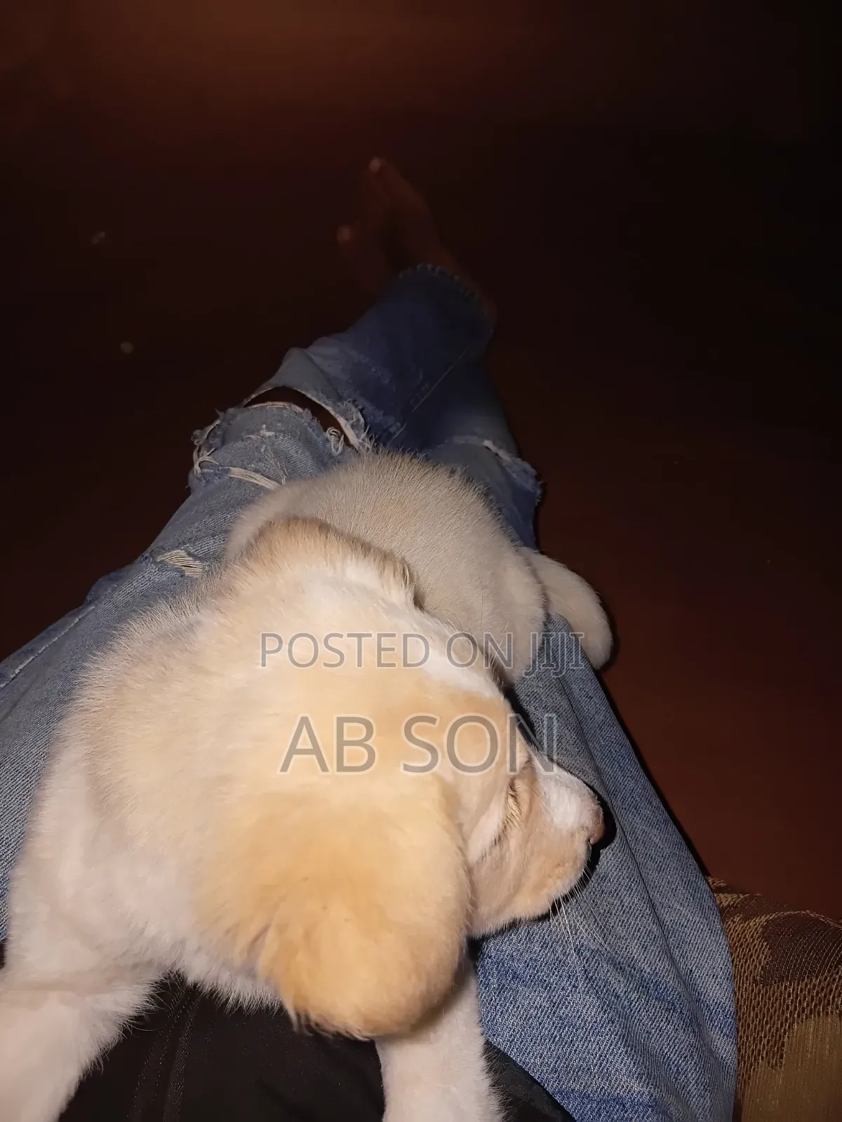 1-3 months Male Mixed Breed Golden Retriever