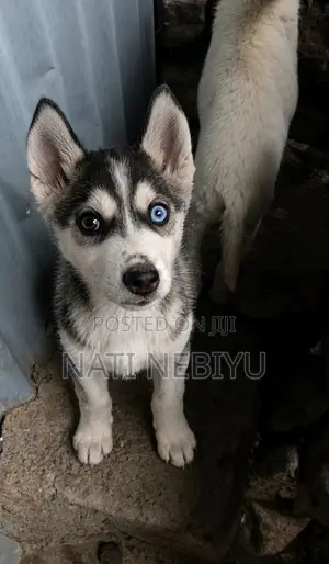 1-3 months Female Purebred Siberian Husky