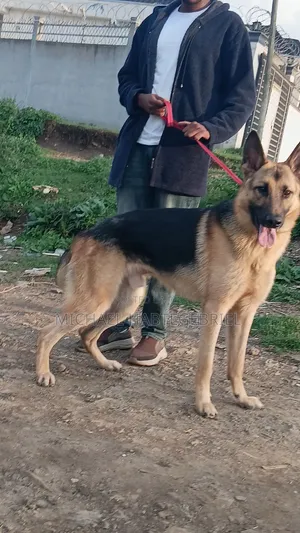 1+ year Male Purebred German Shepherd