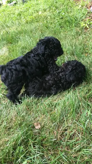 1-3 months Male Purebred Poodle