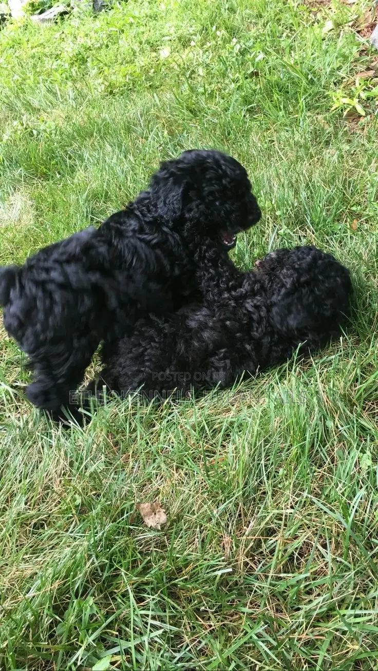 1-3 months Male Purebred Poodle