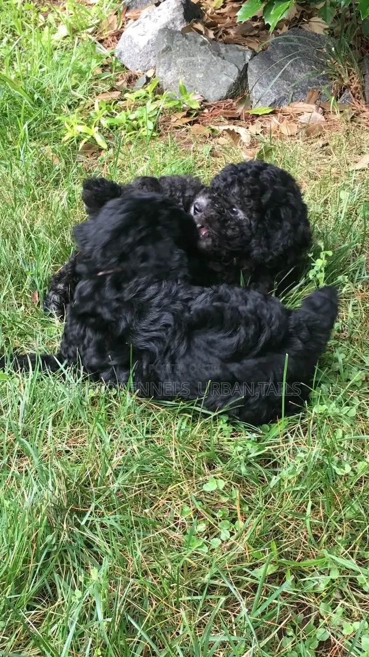 1-3 months Male Purebred Poodle