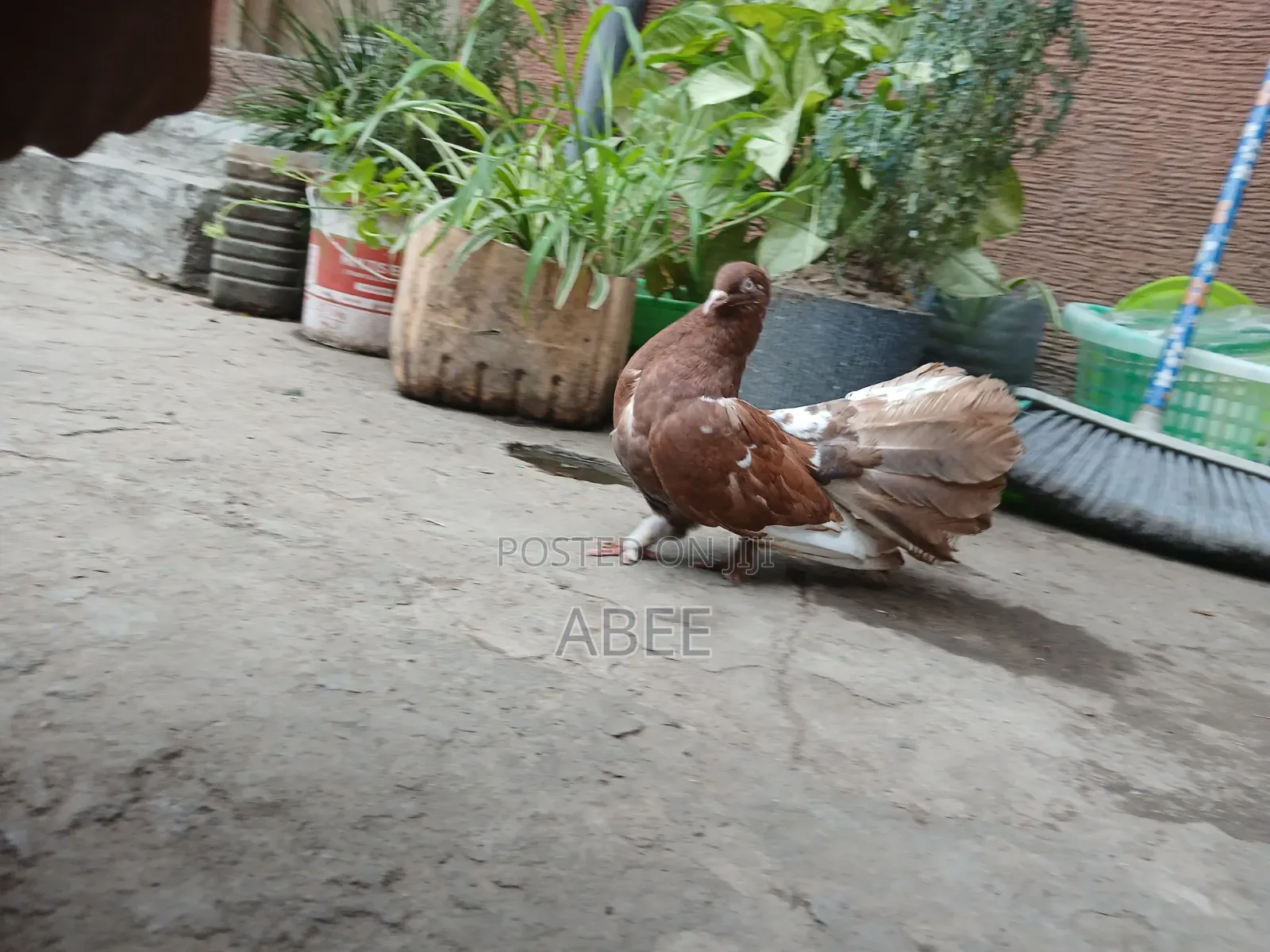 Pigeon Dove