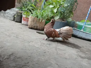 Pigeon Dove