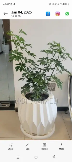 የተፈጥ አበባ መሸጥና መትከል