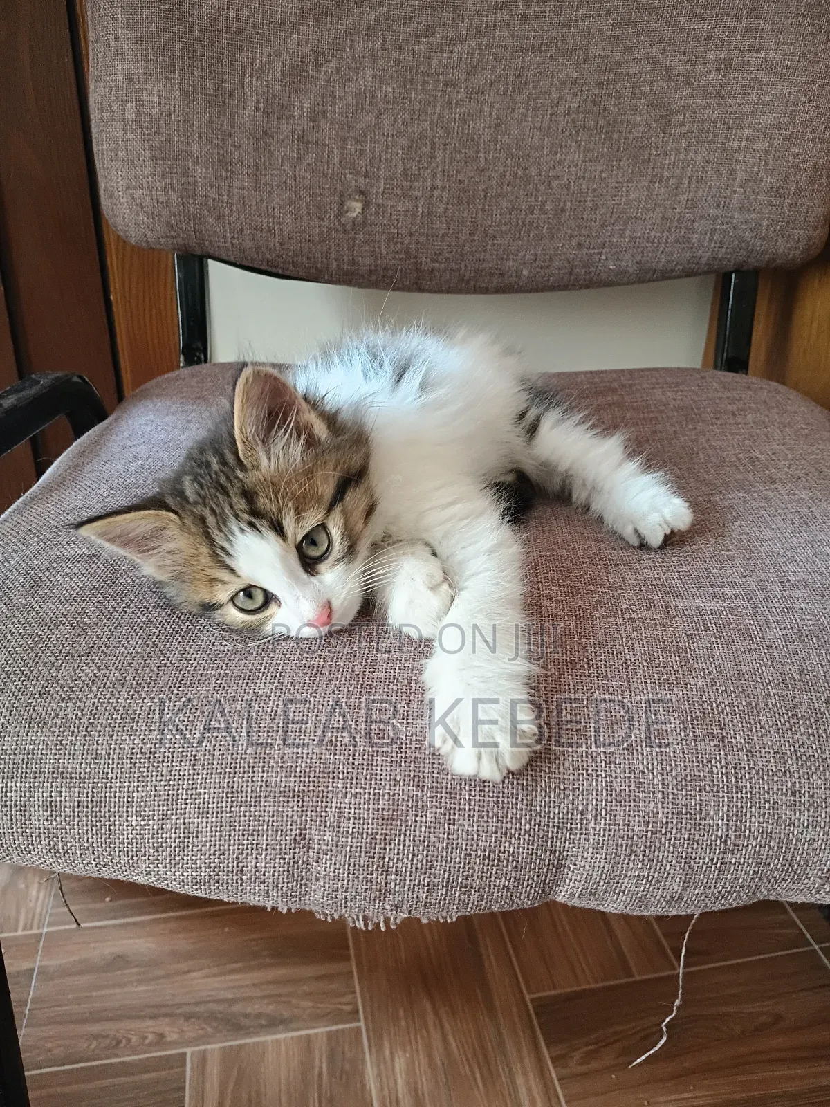 1-3 months Female Mixed Breed American Curl