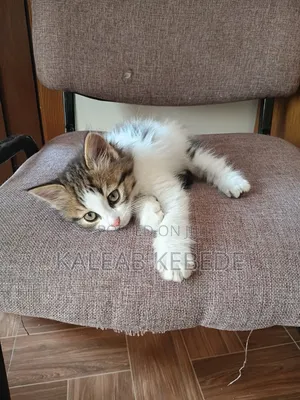 1-3 months Female Mixed Breed American Curl