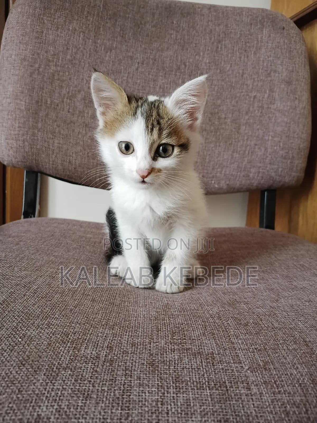 1-3 months Female Mixed Breed American Curl