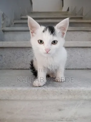 1-3 months Female Mixed Breed American Curl