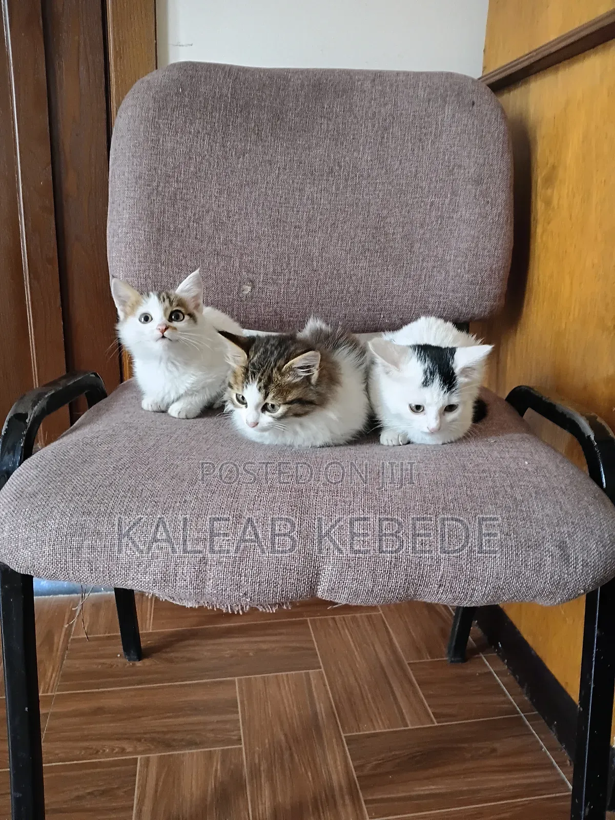 1-3 months Female Mixed Breed American Curl