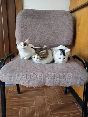 1-3 months Female Mixed Breed American Curl
