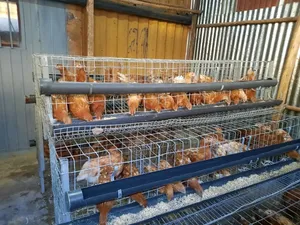 እስከ 144 ዶሮ የሚይዝ አሪፍ የዶሮ Cage