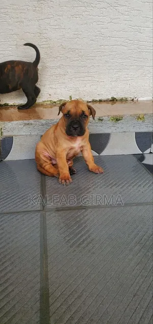 1-3 months Male Purebred Boerboel