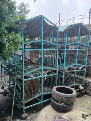 Chicken Cage