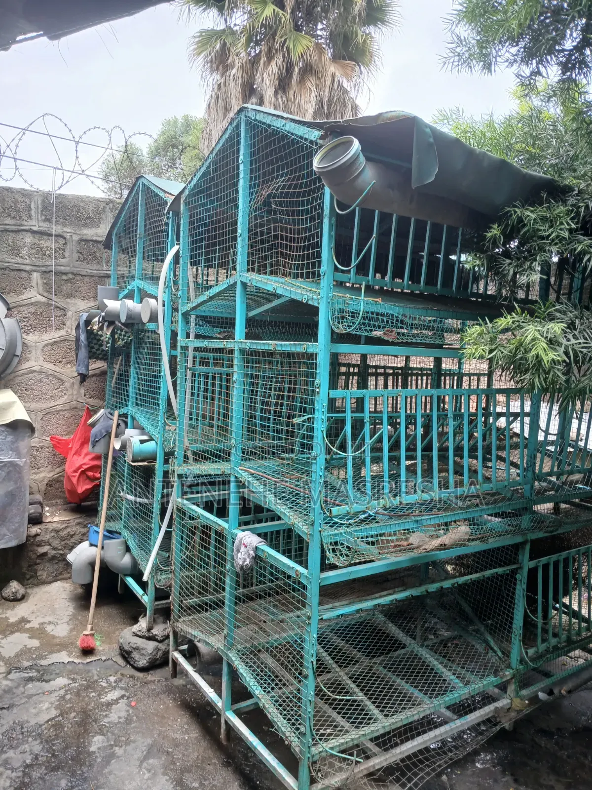 Chicken Cage