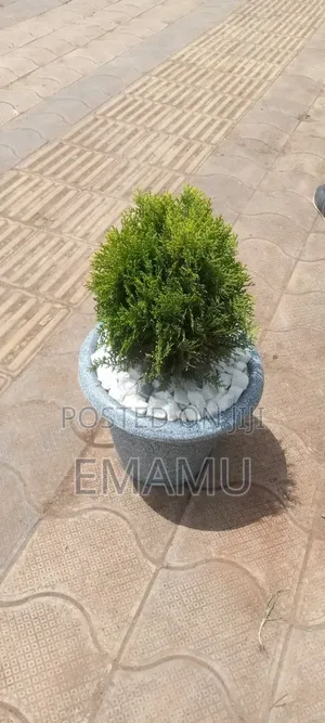 Tuya Ke Potu