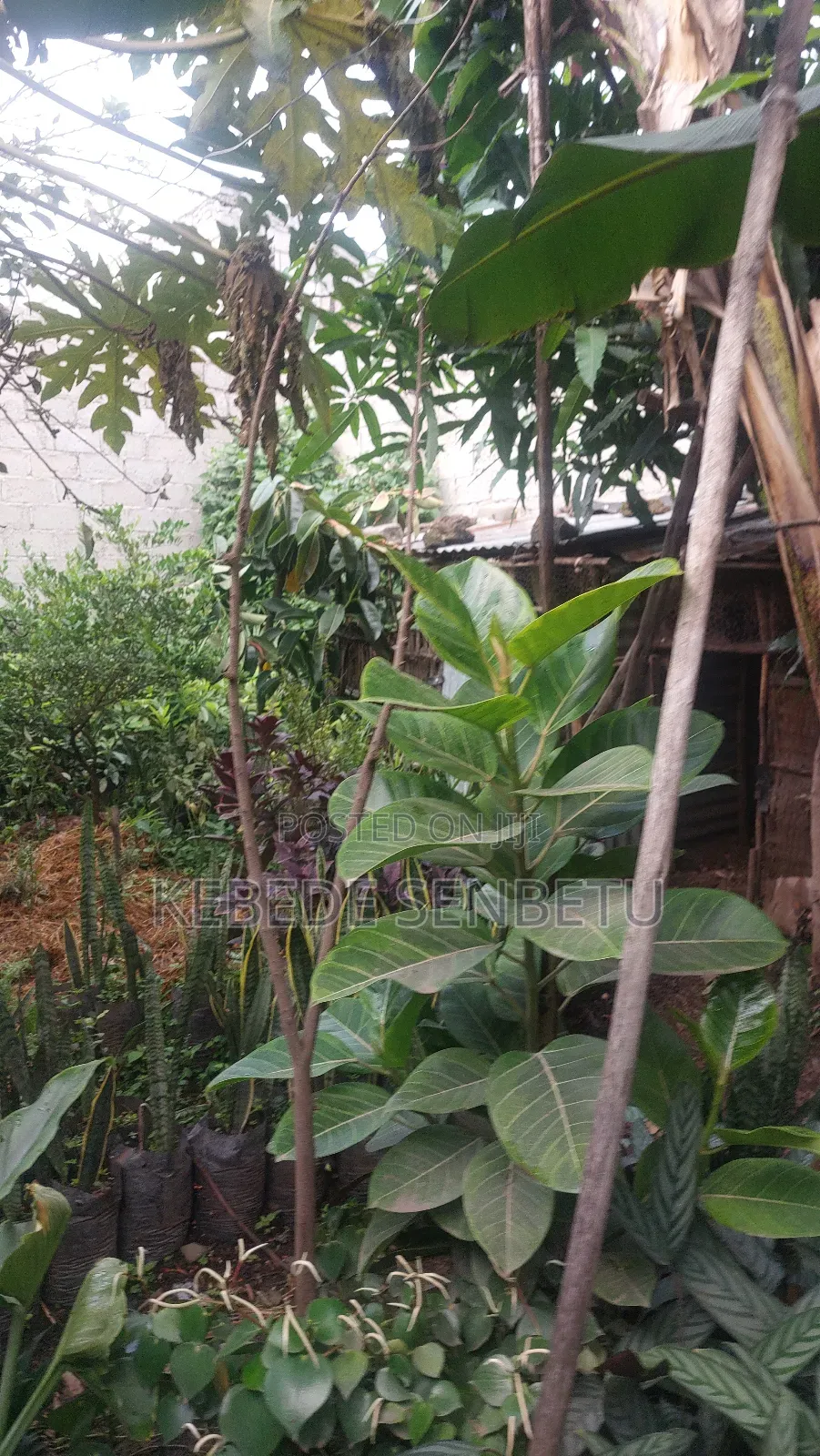 3bdrm House in Oromia, East Shewa for sale